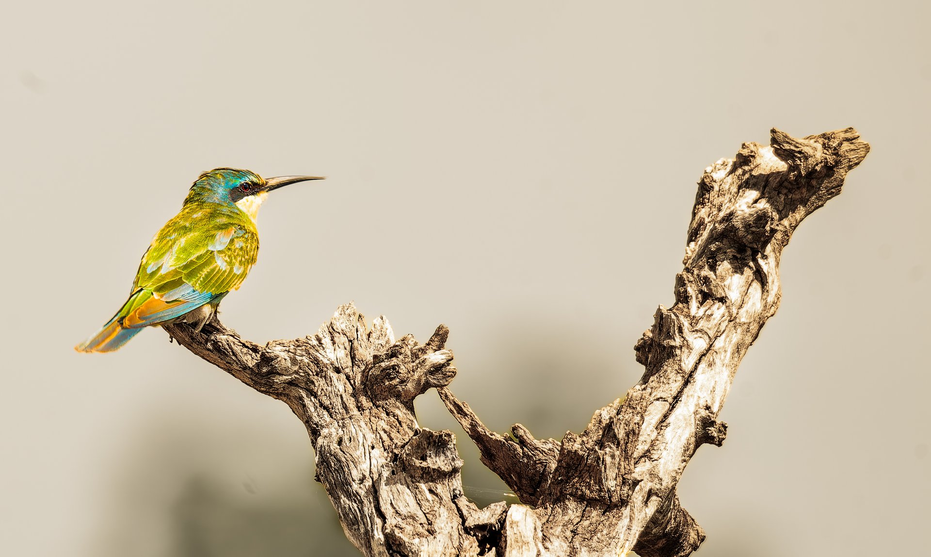 Colorful Little bee eater bird perched on a weathered branch against a neutral background.