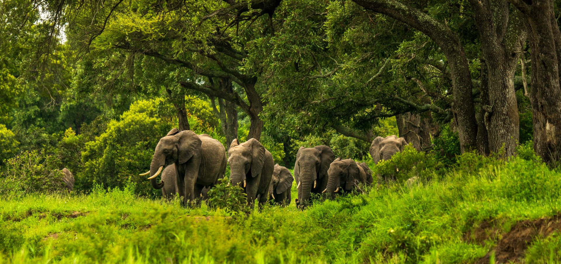 Multi-generational herd of African elephants, including adults and young, moving closely together through vivid green woodland beneath massive spreading trees.