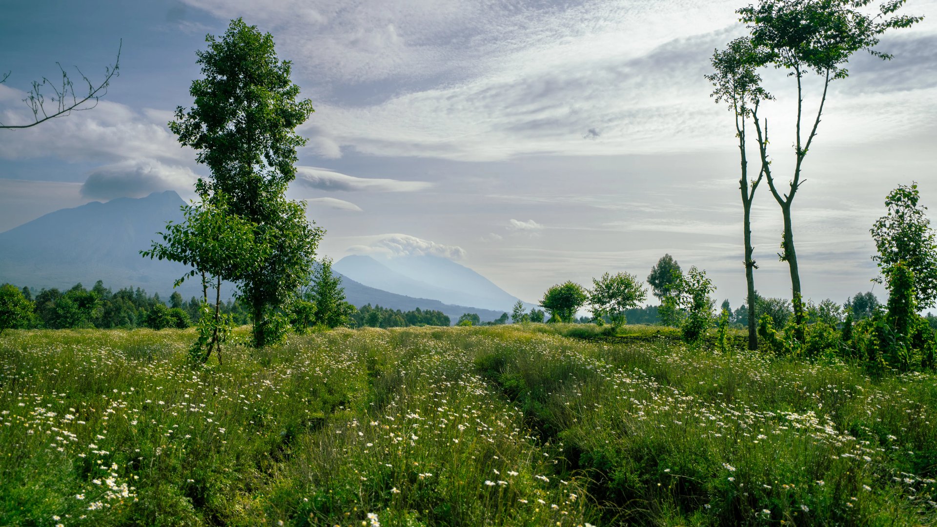 virunga forest Rwanda gorilla mountain