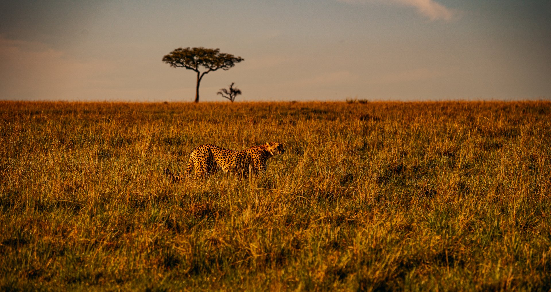 Cheetah standing partially concealed in tall golden savanna grass in Kenya, with a solitary acacia tree on the horizon beneath a dramatic cloudy sky.