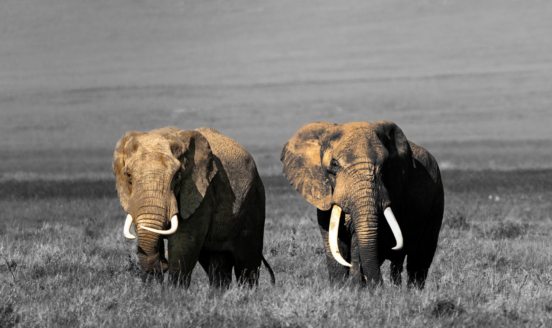 Two majestic elephants standing in a grassy landscape with hills in the background.