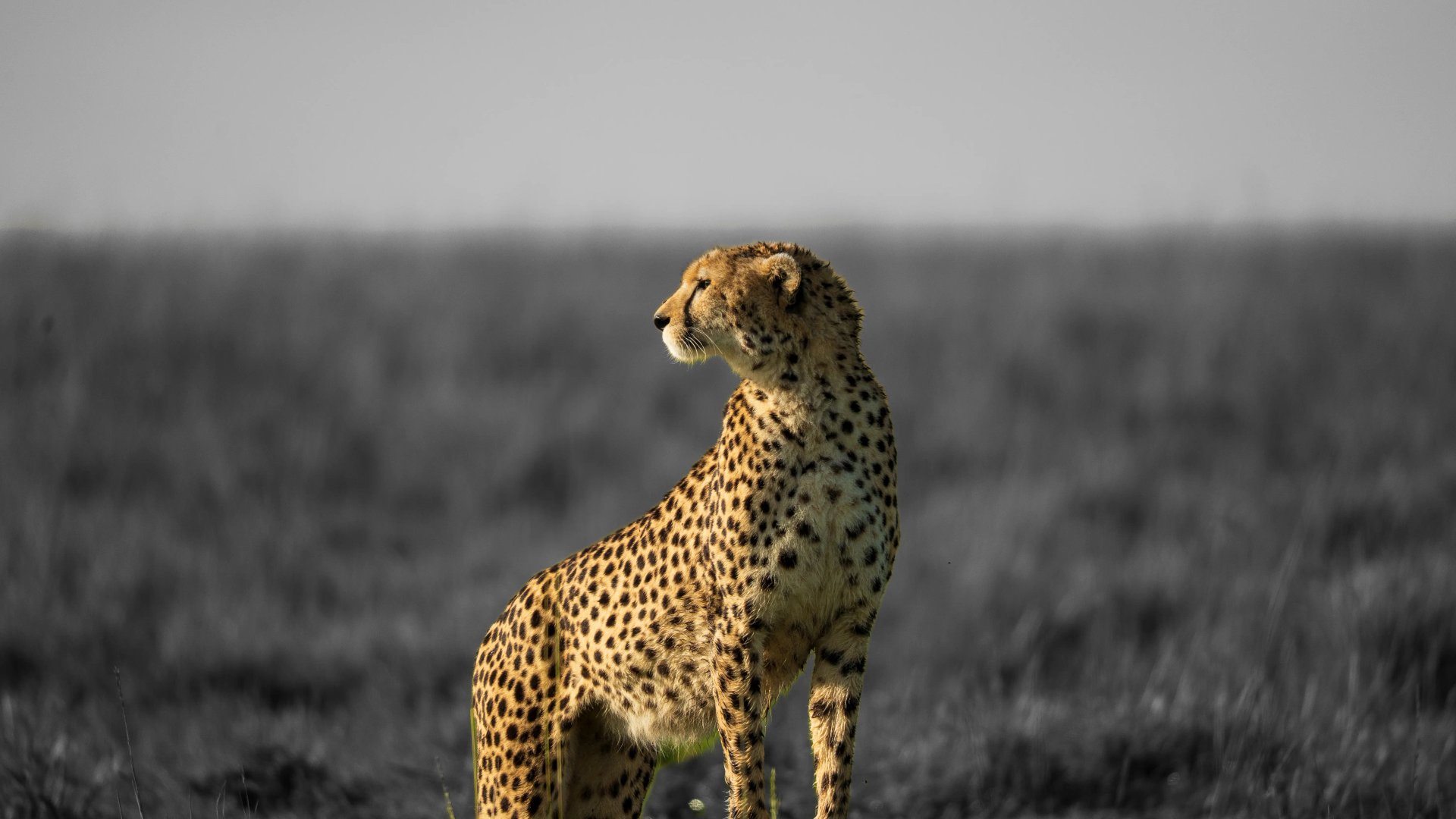Cheetah in masai mara scouting for hunt