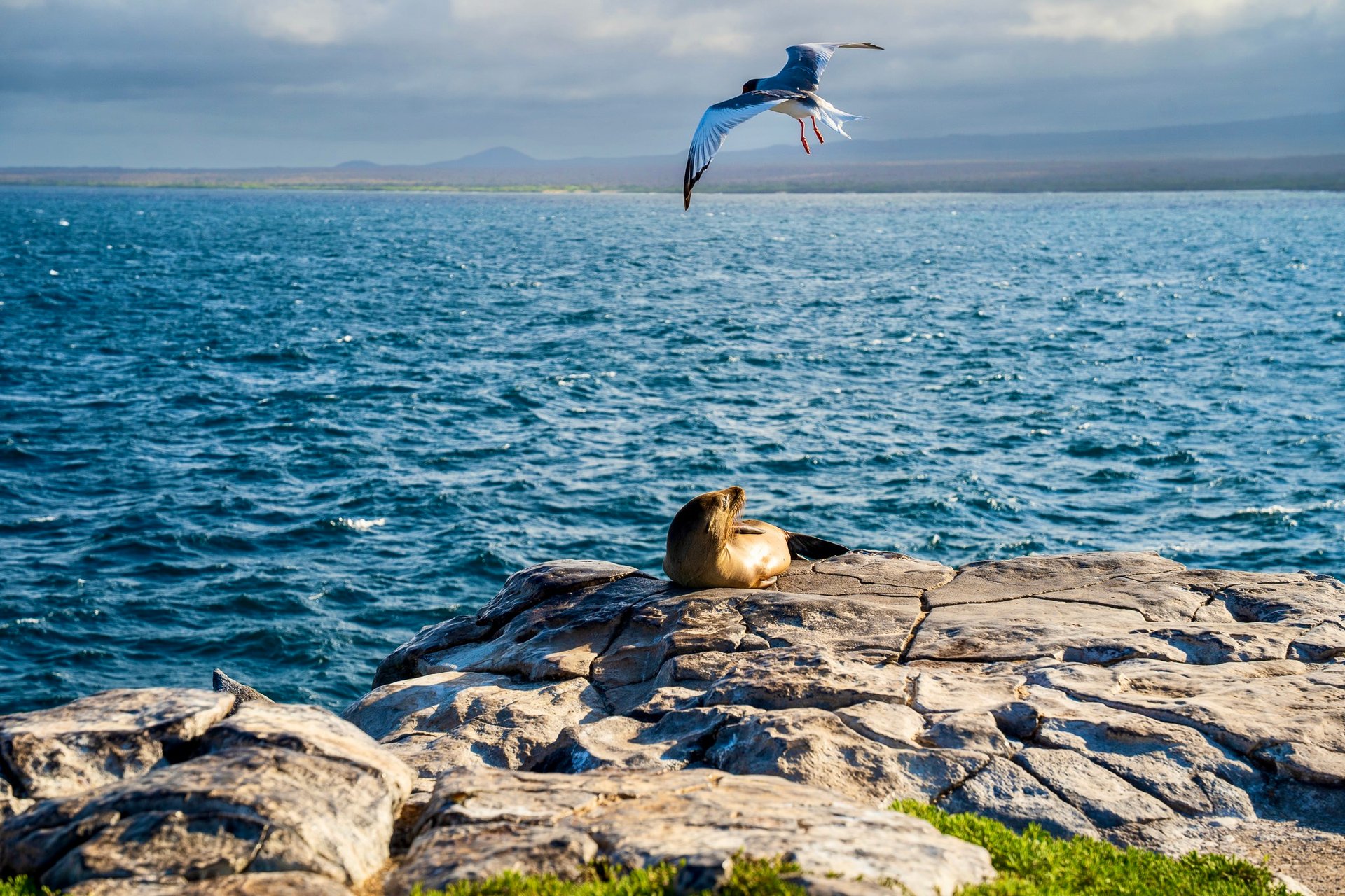 A photograph of a Galápagos sea lion resting on a weathered volcanic rock shelf overlooking a calm blue ocean. A unique Swallow-tailed Gull with a distinct dark head and white forked tail is captured mid-flight just above the sea lion. The distant terrain of a Galápagos island is visible under a cloudy sky.