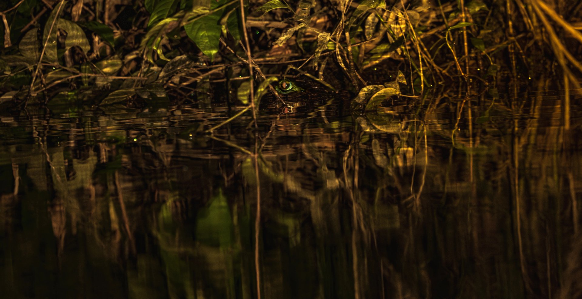 A partially submerged caiman peering through dense Amazon rainforest vegetation, with only its eye and the upper portion of its head visible above the dark reflective water.