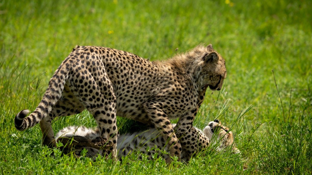 Cheetah cubs playing in Serengeti Tanzania