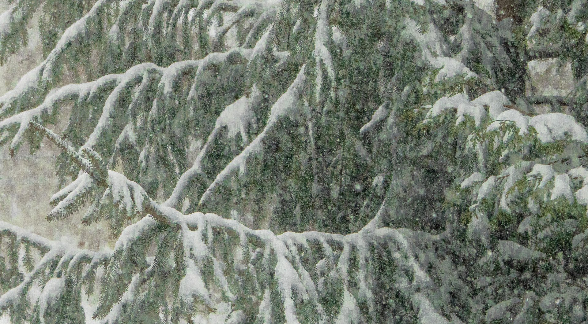 Snow Winter Landscape Tree with Snow Kannan Venkateshwar