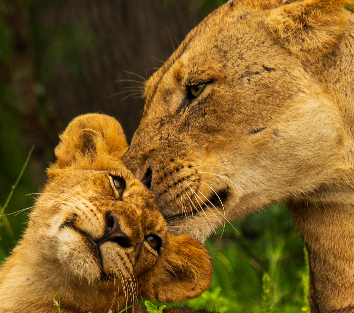 Lion, lion cub, South Africa, Kruger national park