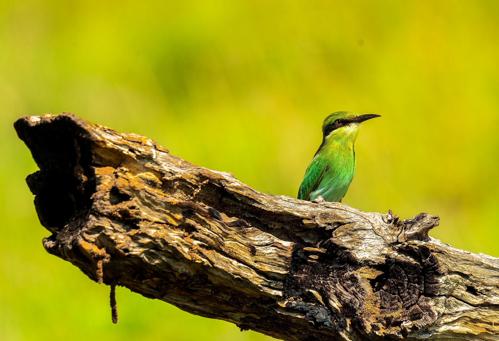 A vibrant green bee eater bird perched on a weathered log against a blurred yellow background.