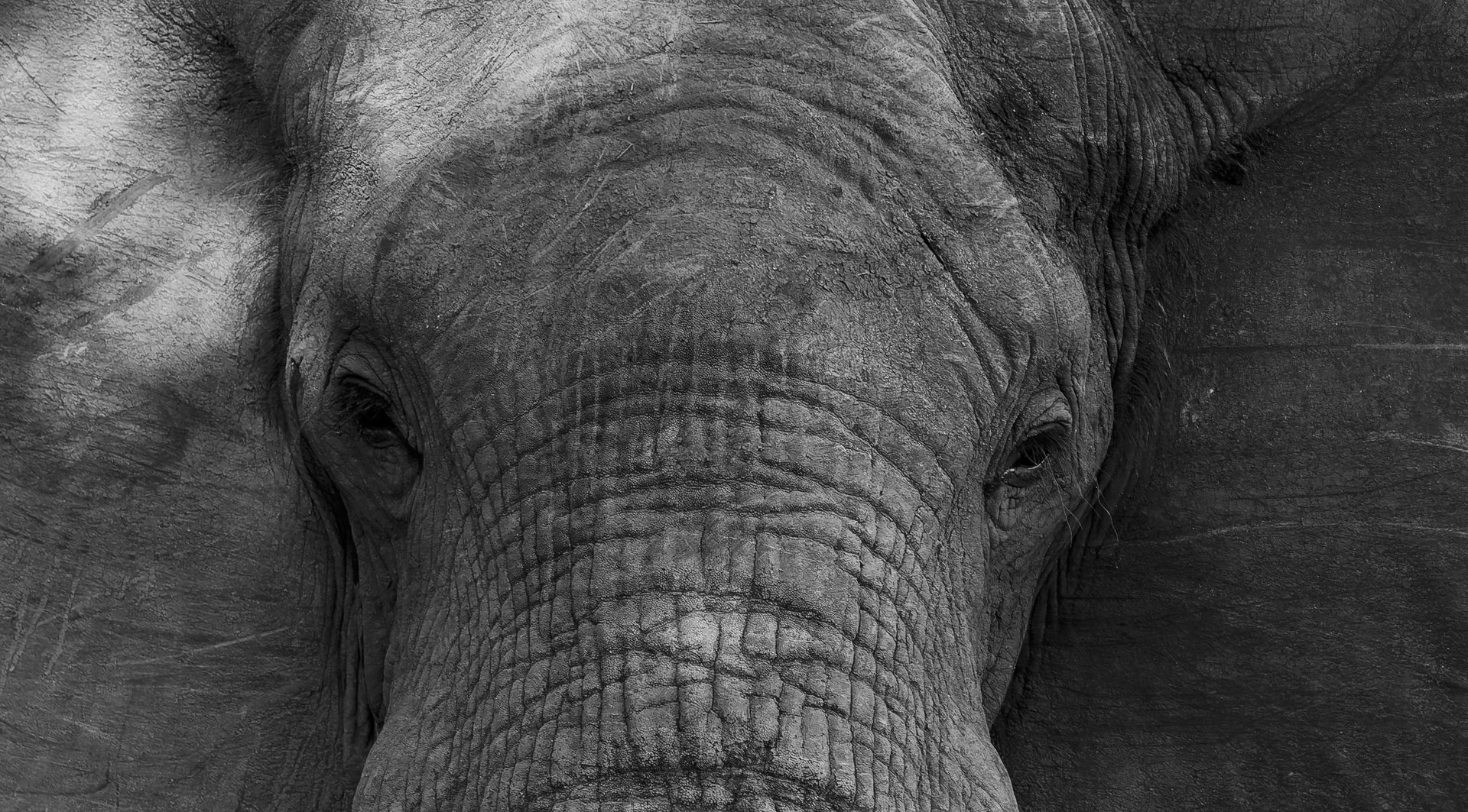 Close-up of an elephant's face showcasing its textured skin and expressive eyes.