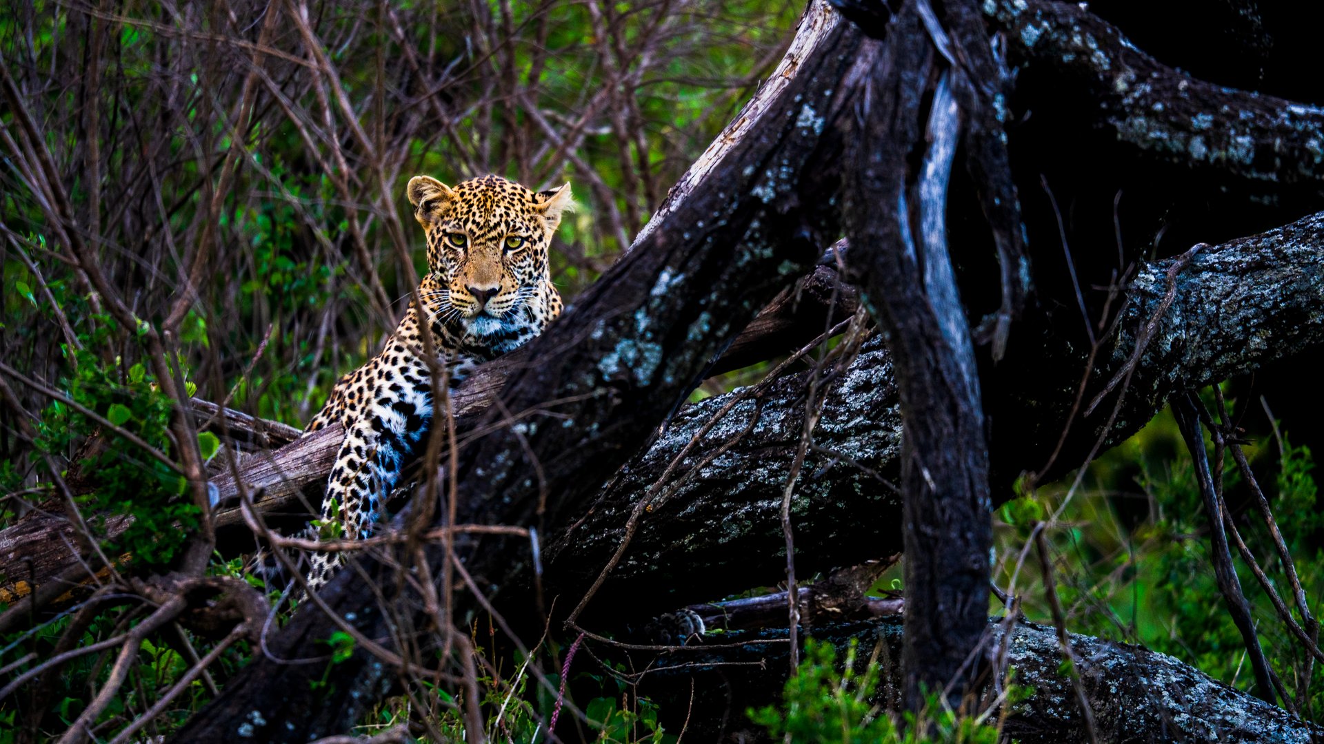 Leopard in a dense forest staring from a dead tree