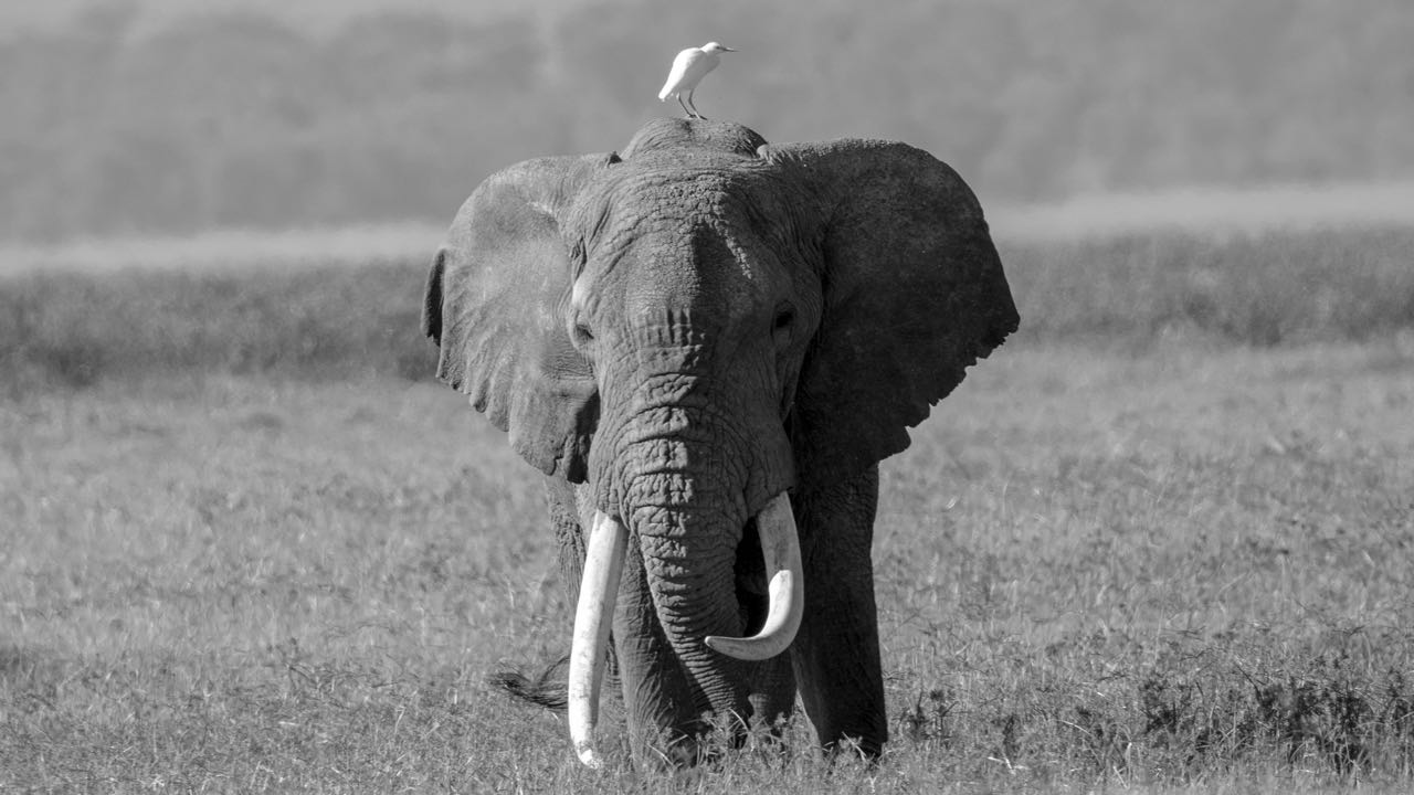 Elephant