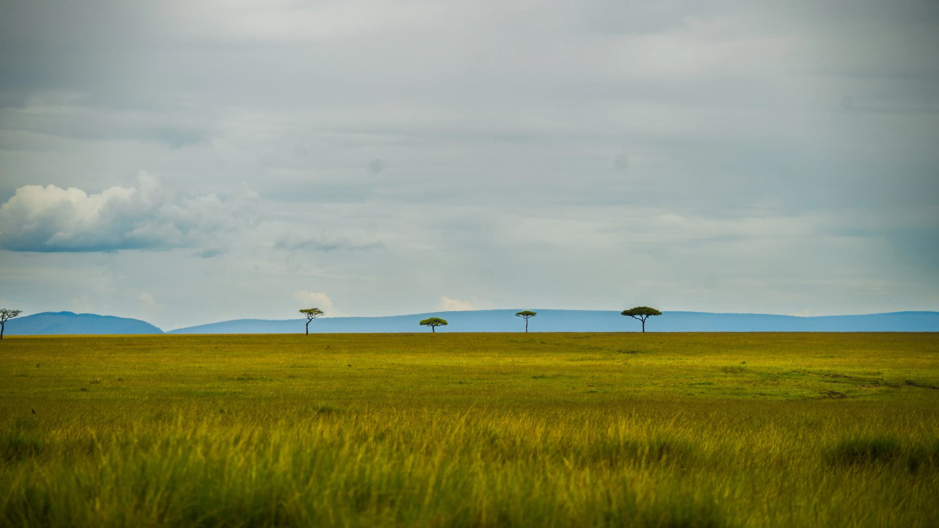 Masai Mara Kenya landscape grassland with lone trees