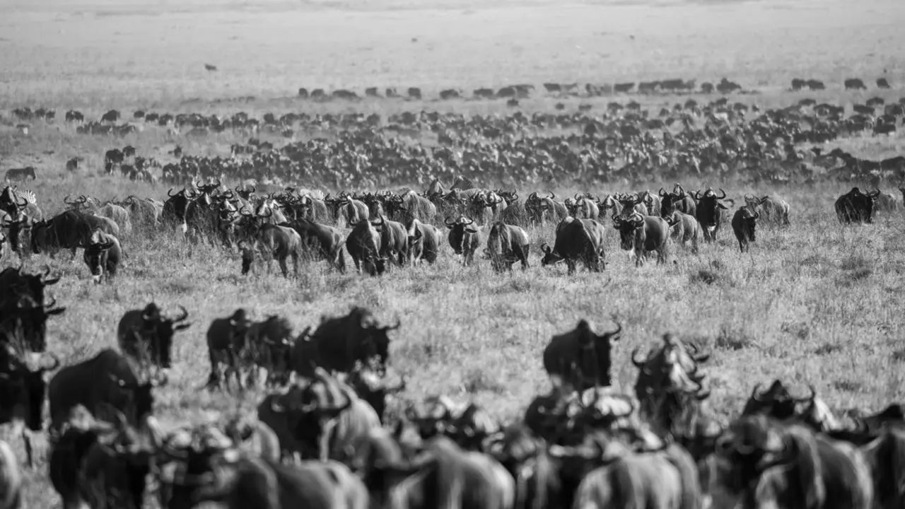 wildebeest heard